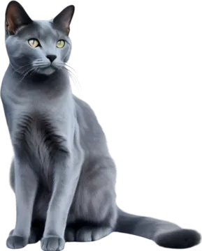 a gray cat sitting down and looking at the camera