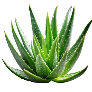 a green plant with water droplets on it