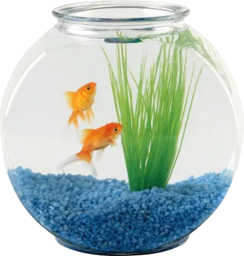 goldfish in a fish bowl
