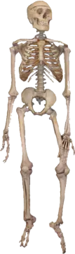 a skeleton is shown in this image