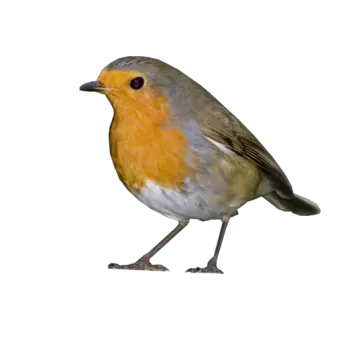 a bird standing on top of a white surface