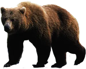 a brown bear walking across a snow covered ground