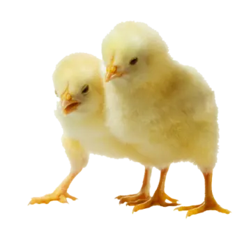a baby chicken standing next to an adult chicken
