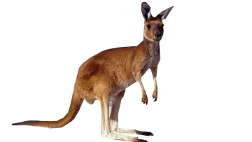 a kangaroo standing on its hinds