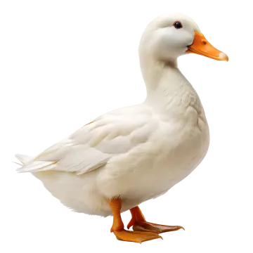 a white duck with orange feet