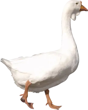 a white duck