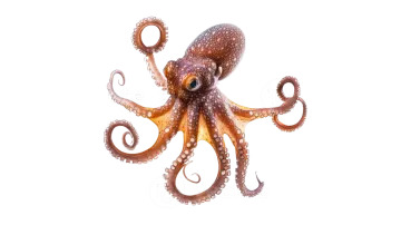 an octopus is standing on a white background