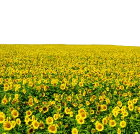 a field of sunflowers