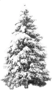 a black and white photo of a snow covered christmas tree