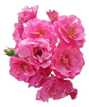 pink flowers on a white background