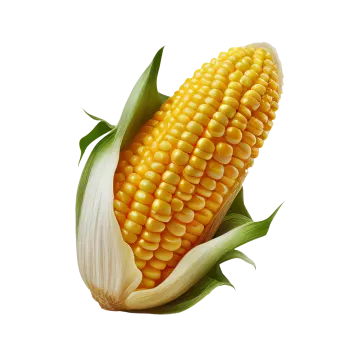 an ear of corn on a white background