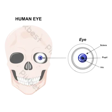 a diagram of the human eye and an eyeball