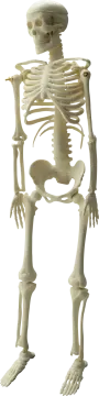 a model of a human skeleton