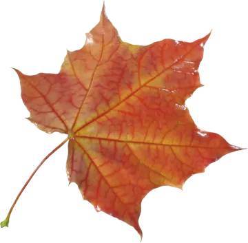 a red and yellow leaf on a white background