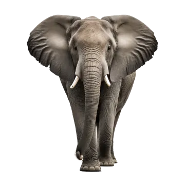 an elephant standing in front of a white background