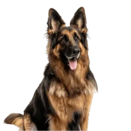 a german shepherd dog sitting on a white background