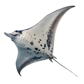 a manta ray is flying in the air