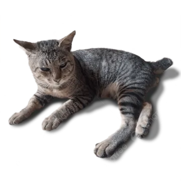 a cat laying down on a white surface
