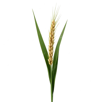 a stalk of wheat on a white background