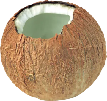 the inside of a coconut