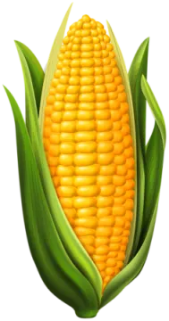 a corn on a white background