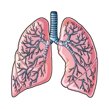 a diagram of the lungs