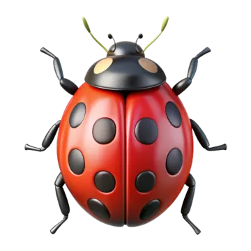 a lady bug on a white background
