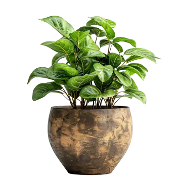 a plant in a pot
