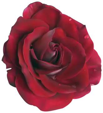 a red rose on a white background