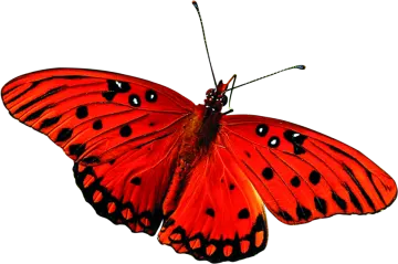a red butterfly on a white background