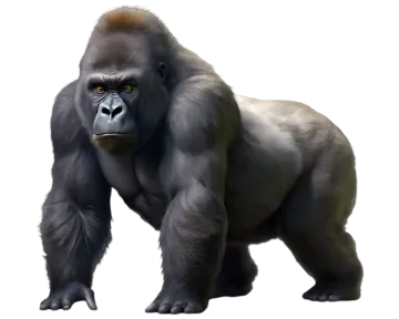 a gorilla standing on a white background