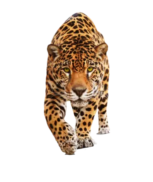 a jaguar walking across a white background