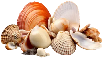 shells on a white background