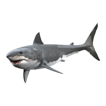 an illustration of a great white shark