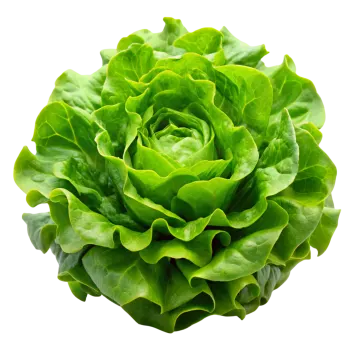 a close up of a green lete flower