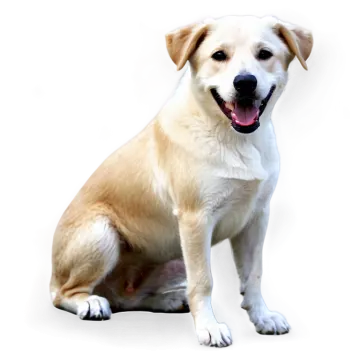 a dog sitting on the ground with its tongue out
