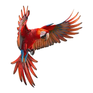 a red and blue parrot flying in the air