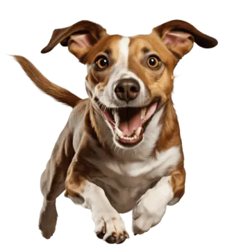 a brown and white dog running towards the camera