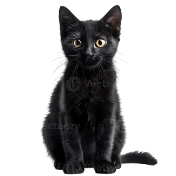 a black kitten sitting down looking at the camera