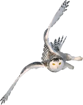 a bird flying through the air with its wings spread