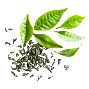 green tea leaves on a white background