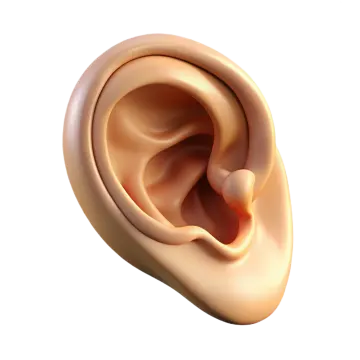 an ear with a hole in it