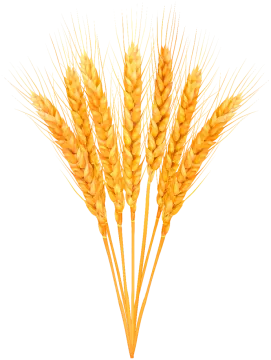 a bunch of wheat on a white background
