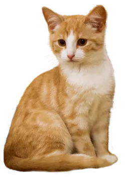 an orange and white cat sitting on a white surface