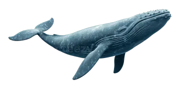 a blue whale with its mouth open
