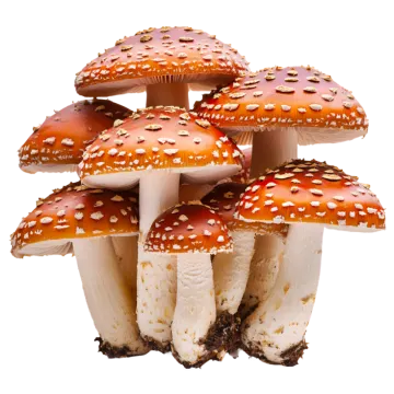 a group of mushrooms on a white background