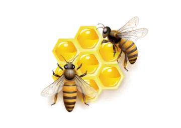 two bees on a honeycomb