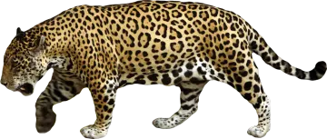 a large leopard walking across a white surface