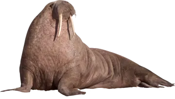 a waly seal with its mouth open
