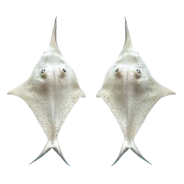 a pair of stings on a white background